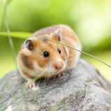 Hamster sírio: veja cores, preço, cuidados e muito mais