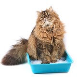Como ensinar o gato a usar caixa de areia? Confira as etapas