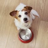 Como calcular a quantidade de comida para cachorro? Veja dicas!