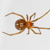 Aranha vermelha em casa: elas podem ser perigosas? Descubra!