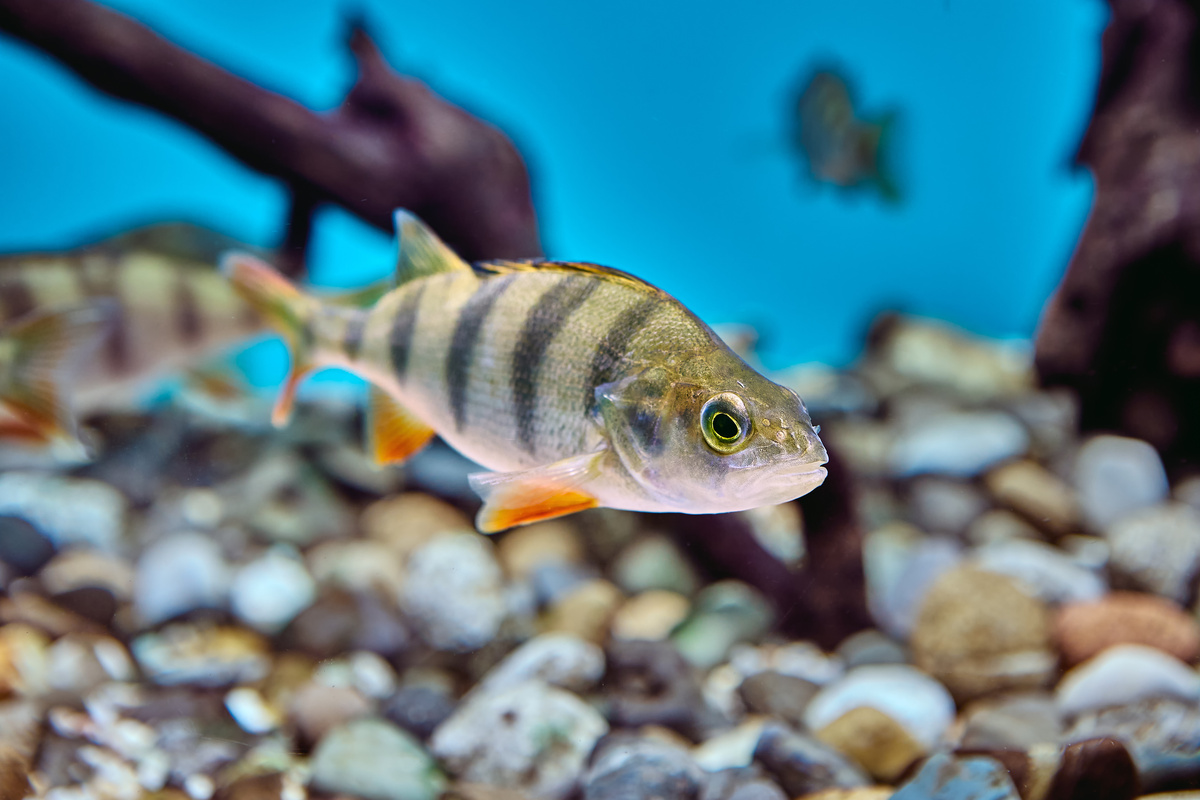 Peixe ornamental em aquário