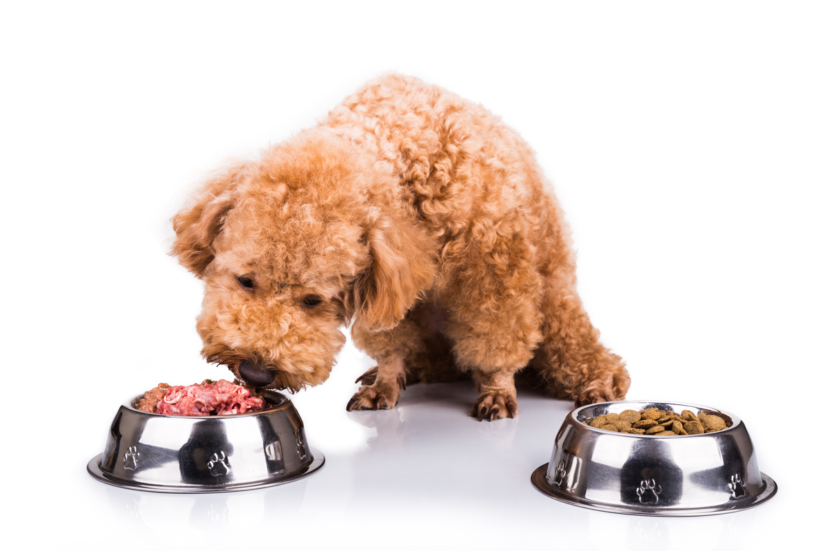 Cão escolhendo pote com comida natural ao invés de ração