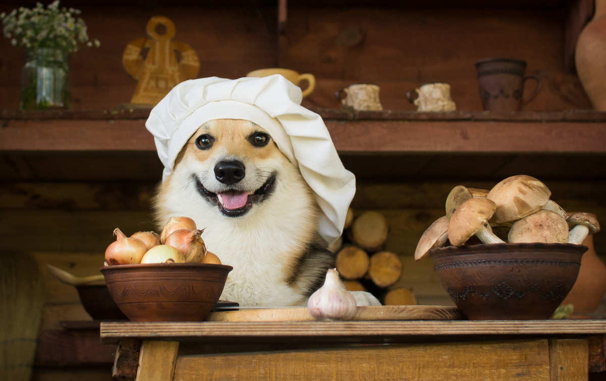 Cachorro com cebolas, alhos e cogumelos