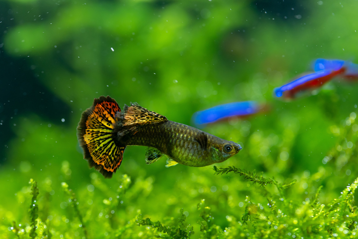 Peixe guppy em aquário