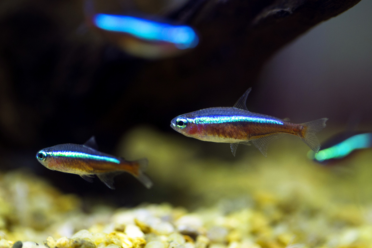 Peixes tetra neon cardinal em aquário