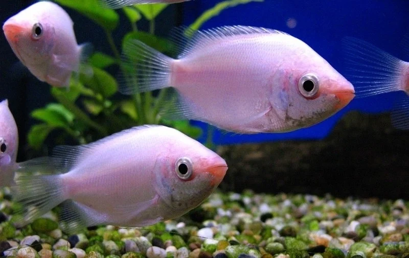 peixe beijador branco rosado