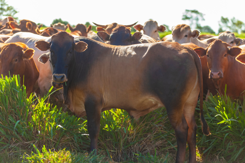 Gado Nelore veja características preço criação e mais Guia Animal