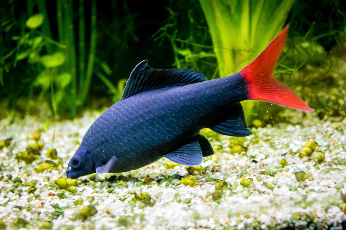 Peixe Labeo Bicolor