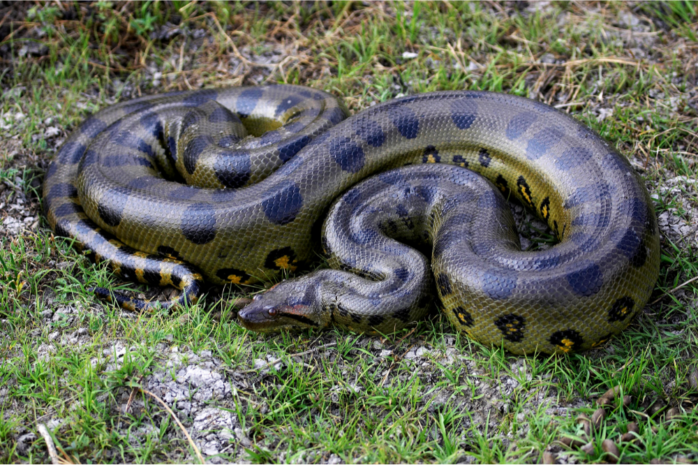 Cobra Sucuri na grama