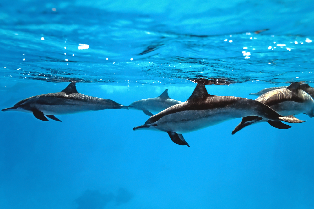 golfinhos nadando