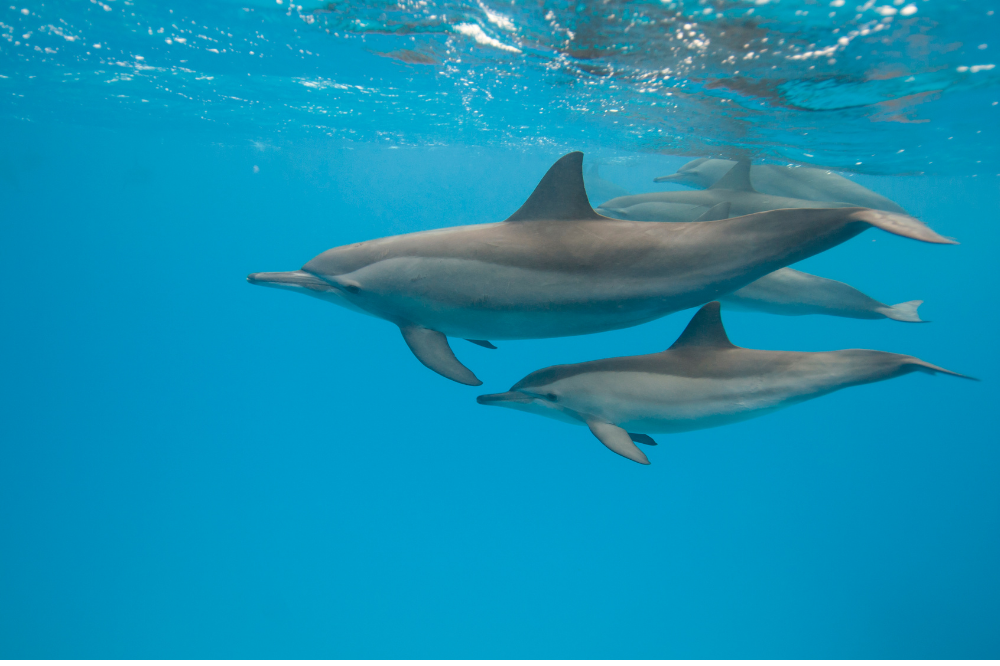 golfinhos nadando