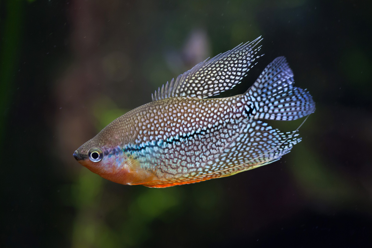 Peixe tricogaster