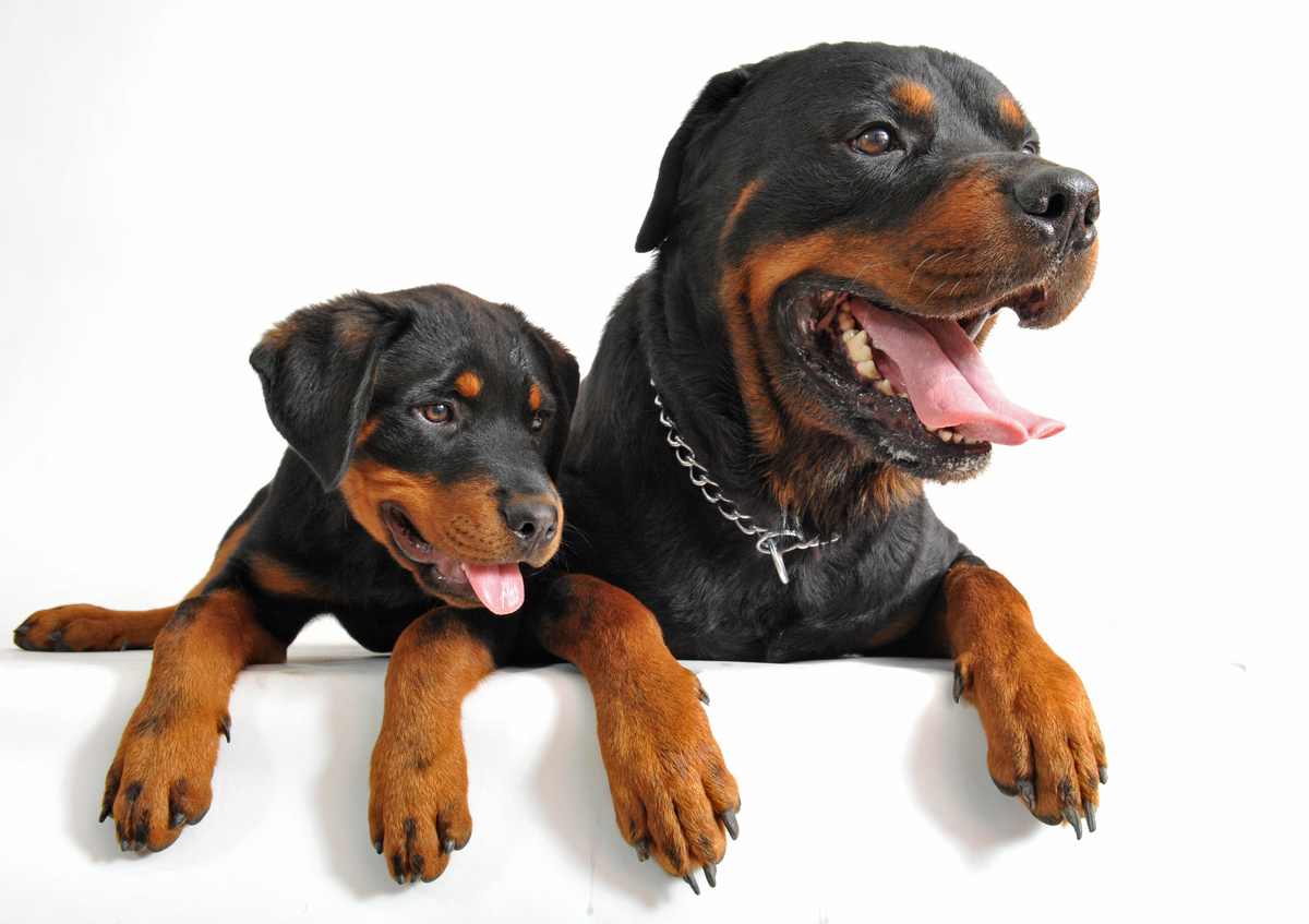 Cão Rottweiler com seu filhote
