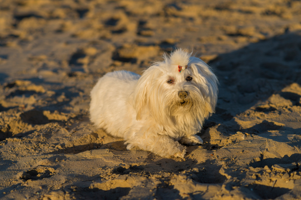 Cão Bichon Frisé sobre areia.