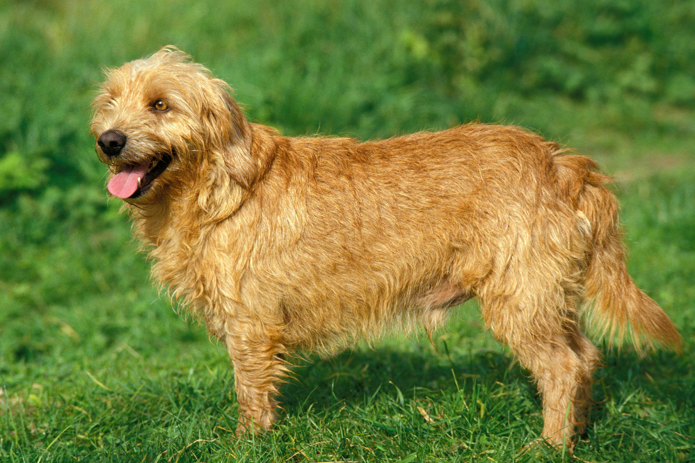Cão Basset Fulvo da Bretanha em gramado verde.