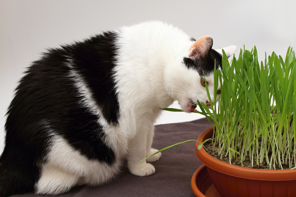 Gato ao lado de vaso com grama