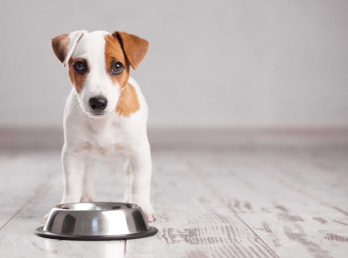 Cachorro parado em frente a tigela de comida