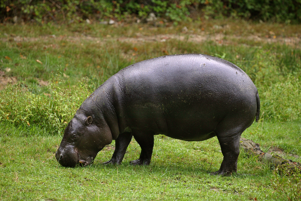 Hipopotamo pigmeu - Choeropsis liberiensis