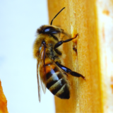 Tipos de abelhas: conheça espécies, funções e comportamento