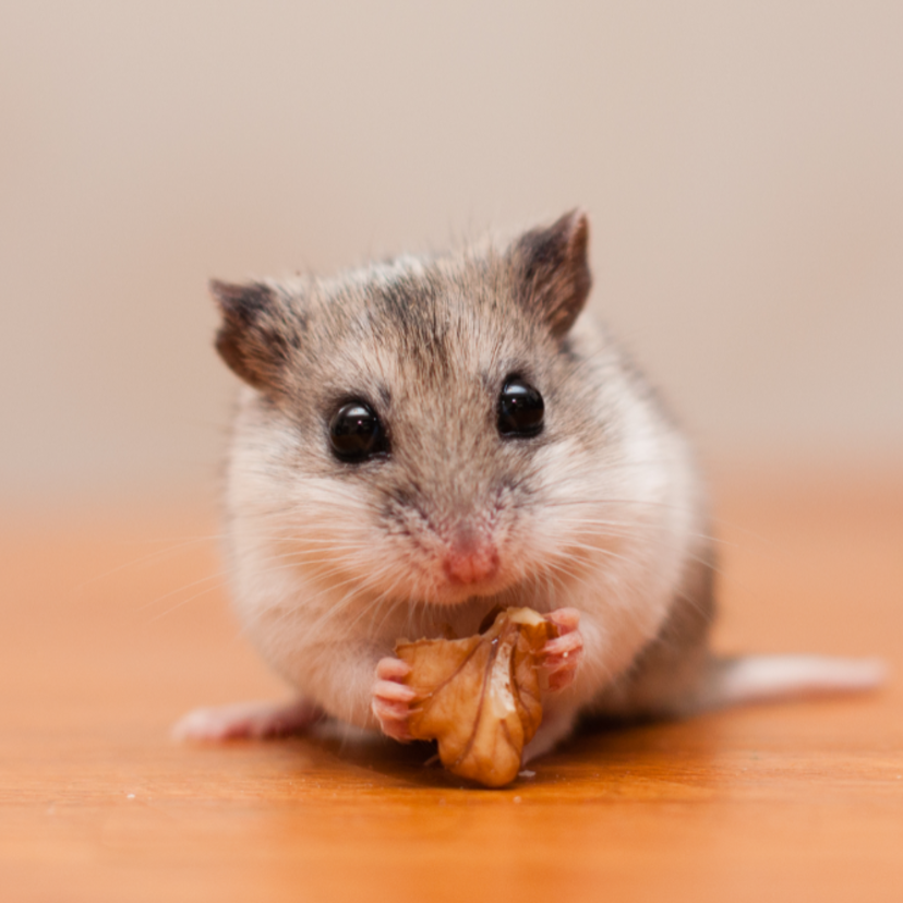 Hamster chinês: veja alimentação, filhote, cuidados e fatos
