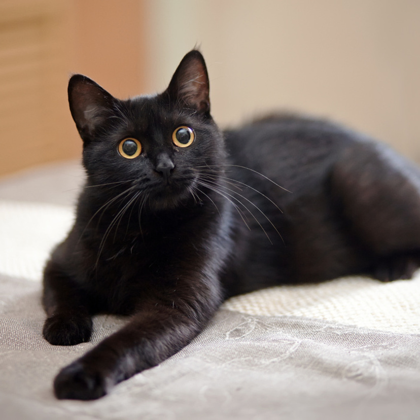 Gato preto: veja raças, fatos e curiosidades destes felinos
