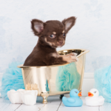 Pode dar banho em cachorro filhote? Veja dicas e cuidados