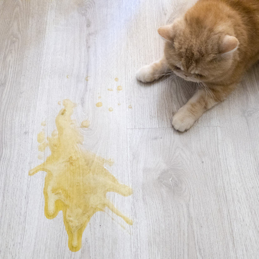 Como tirar cheiro de xixi de gato da casa? Veja dicas aqui