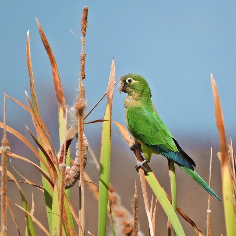 Periquito-da-caatinga: veja o guia completo desta linda ave!