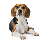 Beagle Mini: características, preço, cuidados e mais