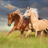 Cavalo Puro-Sangue Inglês: veja características da raça!