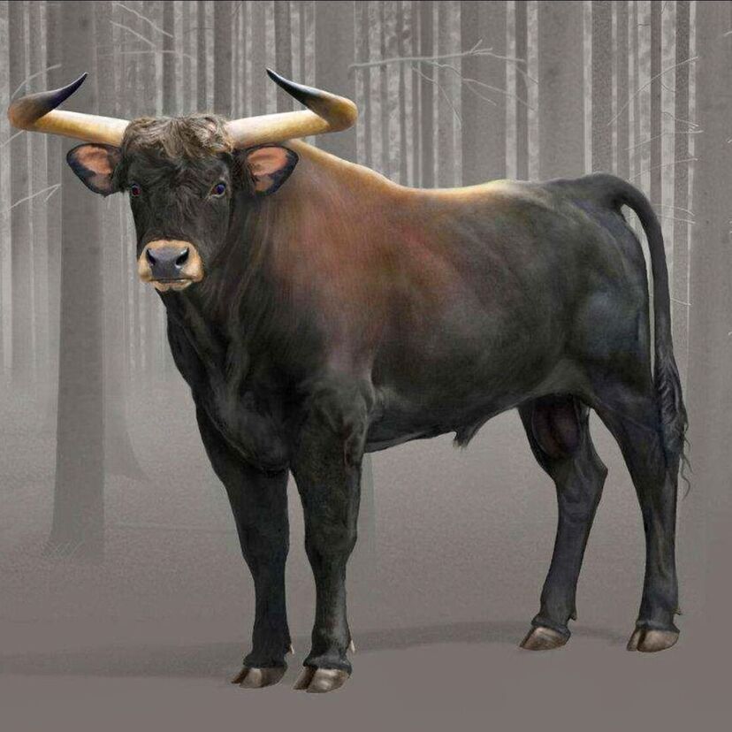 Auroque: conheça este ancestral extinto do gado doméstico