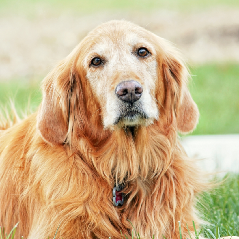 Conheça 36 raças de cachorro peludo pequeno, grande e médio!
