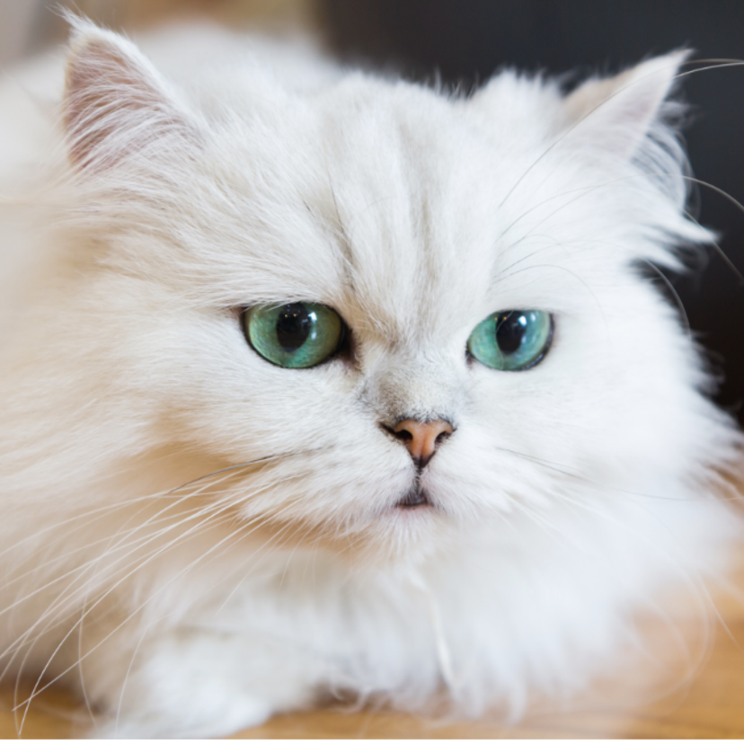 Gato persa branco: veja características, preço e cuidados
