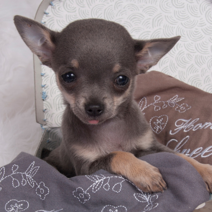Chihuahua mini: descubra o maior problema de ter este cão