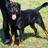 Personalidade do Rottweiler: bravo, obediente, manso e mais