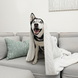 Husky Siberiano vive em apartamento? Veja desafios e dicas