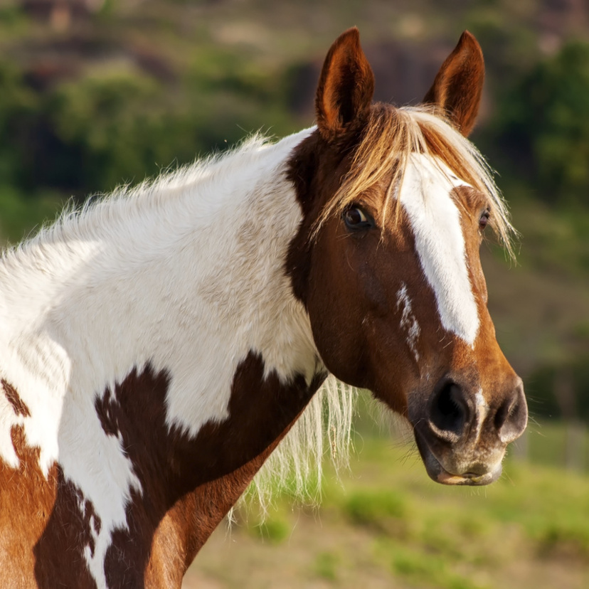 Cavalo pampa: Características e quanto custa essa raça!