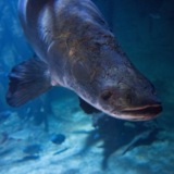 Peixes de água doce: Brasileiros, grandes, pequenos e mais
