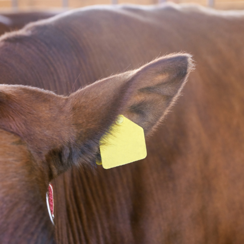 Brinco para gado: Veja o que é, benefícios, tipos e cuidados