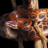 Jiboia Arco-Íris: conheça mais sobre essa cobra iridescente!
