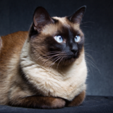 Gato siamês puro: como saber se ele é puro ou vira-lata?