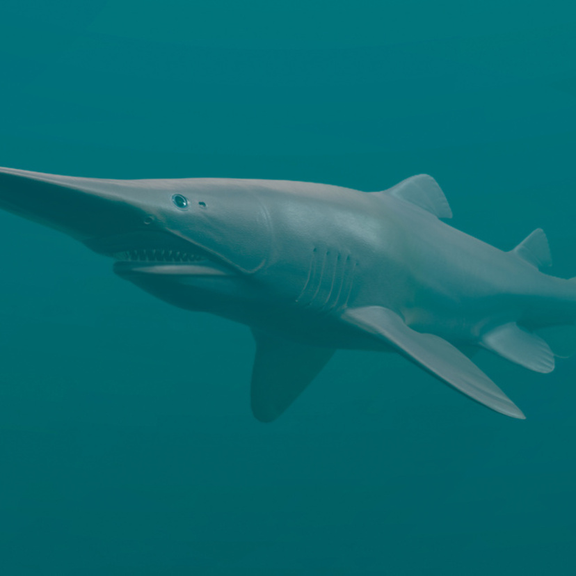 Tubarão-duende: conheça esta misteriosa espécie do mar!