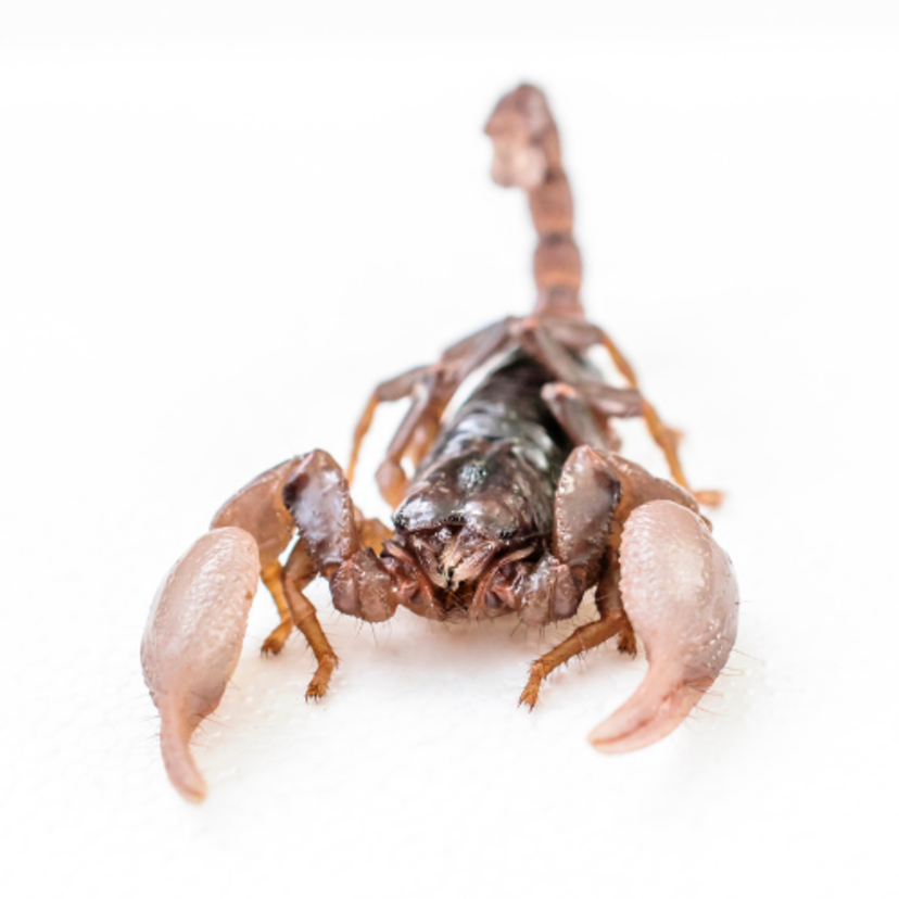 Escorpião filhote amarelo e preto: picada, veneno e mais. Veja!