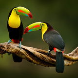 Tipos de aves: conheça 42 espécies e suas características!