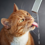 Gato bebendo muita água? Descubra as causas e o que fazer!