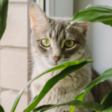 Plantas seguras para gatos: veja 32 opções inofensivas!