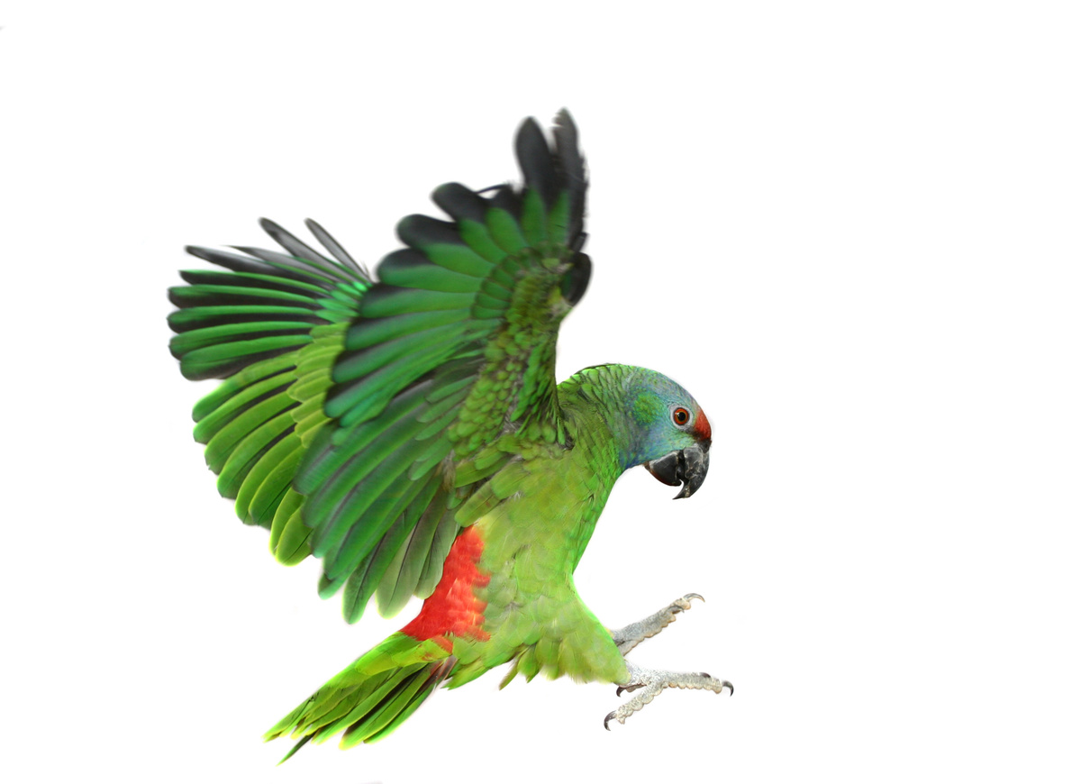 Зеленый попугай на белом фоне