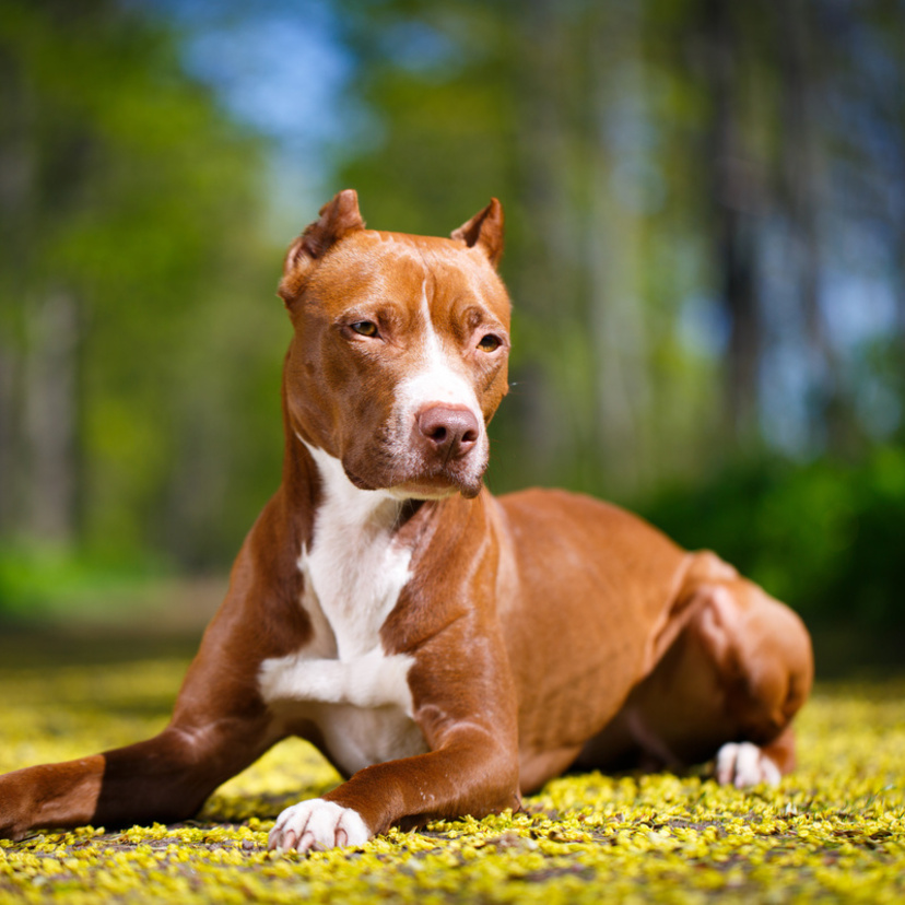 American Pitbull Terrier: veja características, preço e mais!