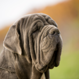 Cachorro enrugado: conheça 13 raças com lindas rugas!