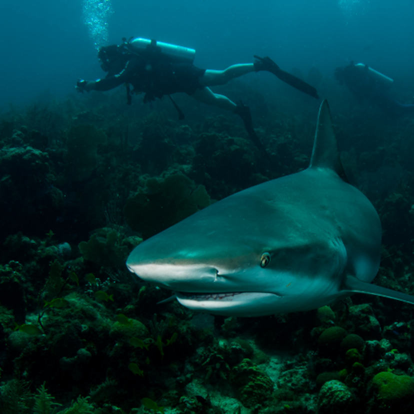 Conheça o tubarão-cabeça-chata, um incrível animal aquático!